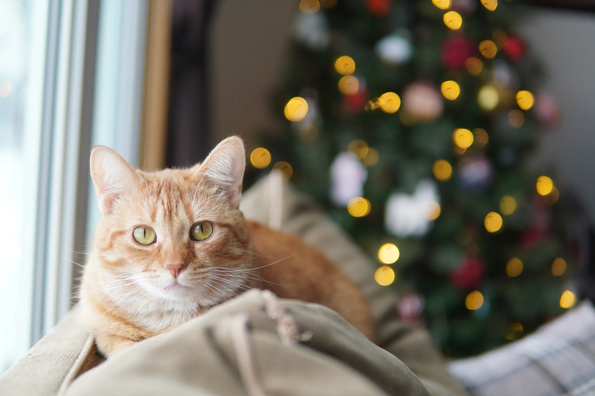 a cat sitting on a couch by a window, with a christmas tree in the background