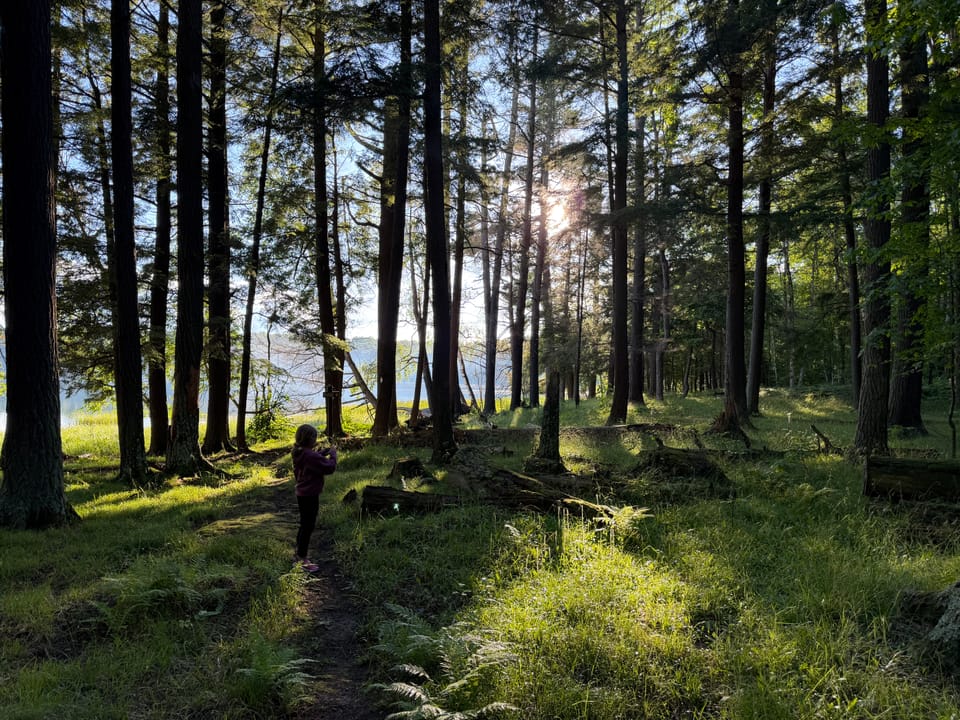 Sun shining through tall trees on the bank of a lake. Forest floor is very green, full of grasses and some ferns